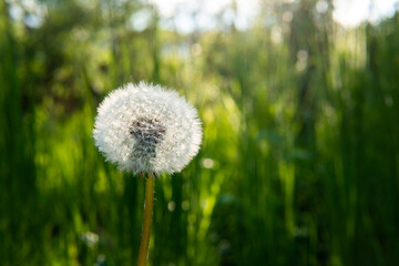 dandelion in nature on a green background