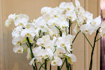 Blooming white orchid indoors. Domestic gardening. Potted flowers.