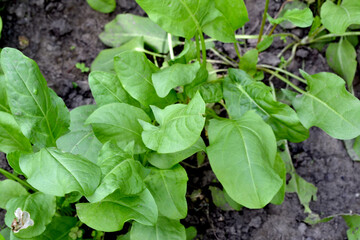 Beautiful background of nature. Sorrel. Rumex, perennial herb