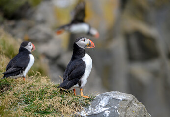 The Atlantic puffin, also known as the common puffin