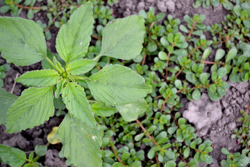Amaranth. Amaranthus retroflexus. Annual herbaceous plant