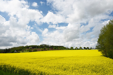 Obraz premium Leuchtend gelbes Rapsfeld in Schaumburg