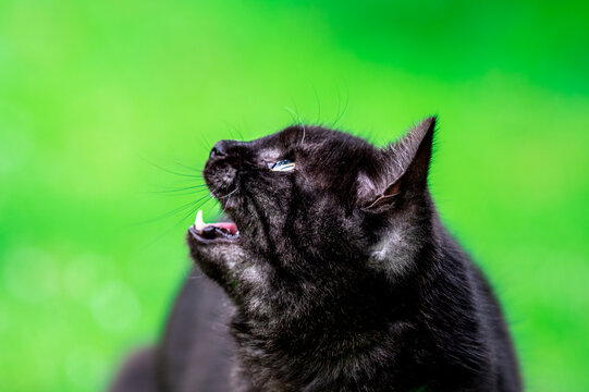 głowa czarnego kota w zbliżeniu