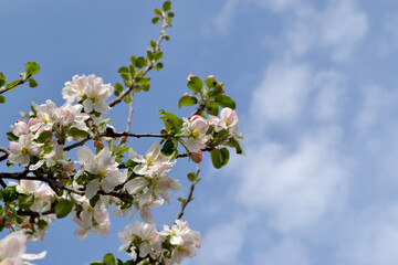 Malus. Beautiful floral spring abstract background of nature. Apple tree. Spring white flowers on a tree branch. Apple tree in bloom. Spring, seasons, white flowers of apple tree