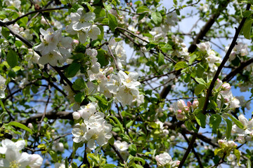 Malus. Apple tree. Beautiful floral spring abstract background of nature. Spring white flowers on a tree branch. Apple tree in bloom. Spring, seasons, white flowers of apple