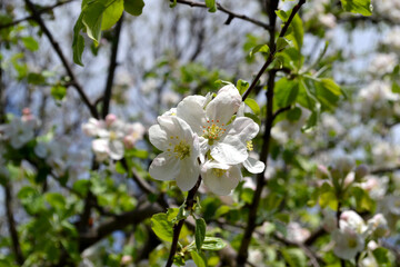 Malus. Apple tree. Beautiful floral spring abstract background of nature. Spring white flowers on a tree branch. Apple tree in bloom. Spring, seasons, white flowers of apple tree close-up