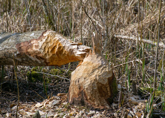 photo of a beaver biting an old tree