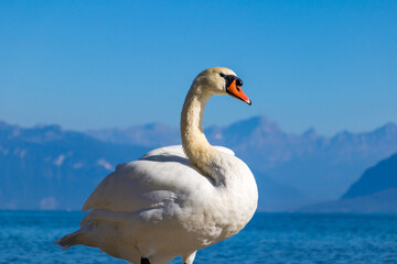 Fototapeta na wymiar Cygne sur les rives du lac Léman à Lausanne (Canton de Vaud, Suisse)