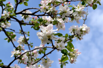 Apple tree. Beautiful floral spring abstract background of nature. Malus