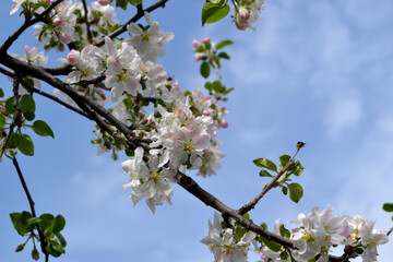 Apple tree. Beautiful floral spring abstract background of nature. Malus