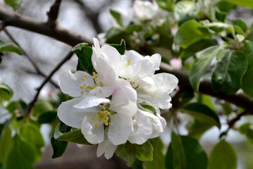 Apple tree. Beautiful floral spring abstract background of nature. Malus