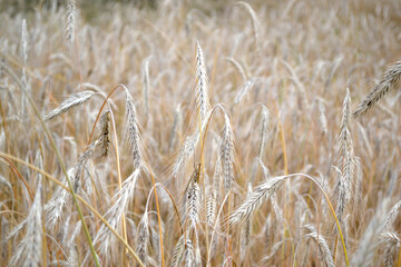 Fototapeta premium Barley. Cereal crops. Hordeum. Growing bread. Beautiful herbal abstract background of nature