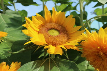 Sun Flowers in Changi Airport Singapore