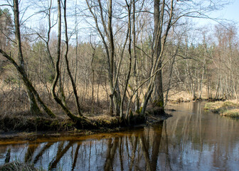 Fototapeta na wymiar spring landscape with a small wild river, bare trees, reflections in the water, dry grass on the river banks, Stikupe, Vaidava, Latvia