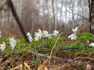 The first spring flowers, snowdrops. Spring, forest, Russia, Ural