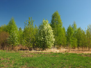 Blooming bird cherry in an abandoned garden. Perm region, Russia