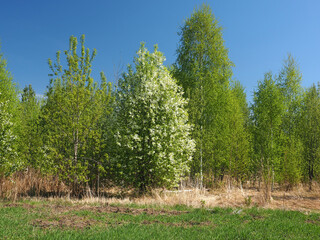 Fototapeta premium Blooming bird cherry in an abandoned garden. Perm region, Russia