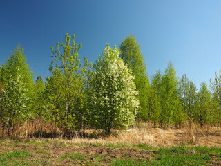 Blooming bird cherry in an abandoned garden. Perm region, Russia