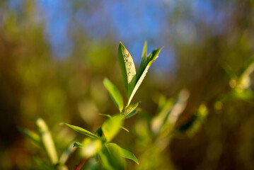Fresh green leaves with water droplets in golden evening light in forest