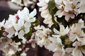 Branches of a blossoming apple tree
