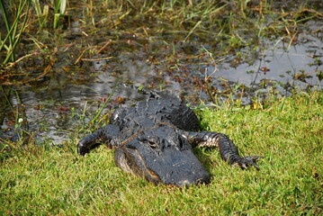 Alligator im Everglades National Park, Florida