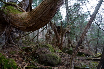 古い巨木のある山の中の森の風景