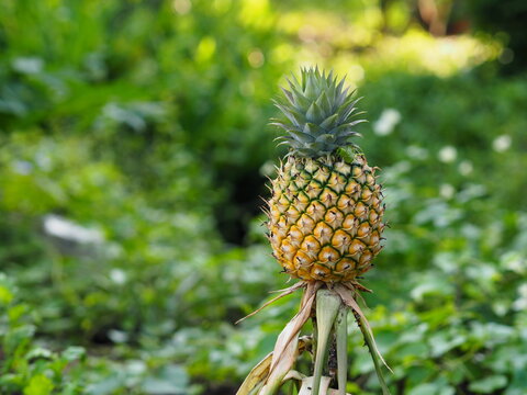 pineapple tree is bearing fruit in on nature background