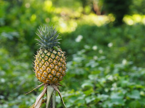 pineapple tree is bearing fruit in on nature background