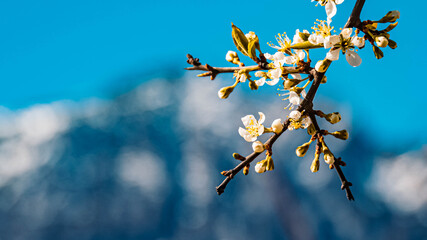Beautiful alpine flowers at Bad Reichenhall, Bavaria, Germany with the famous Hochstaufen summit in the background