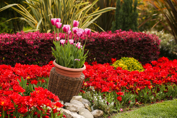 Lush flower beds in the summer garden, design and decoration of flower beds, tulips in the spring garden.