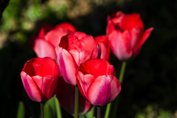 Fototapeta premium Fluorescent red tulips in an orchard.