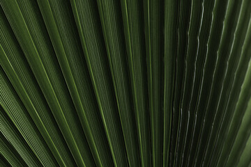 Abstract palm leaf texture and background