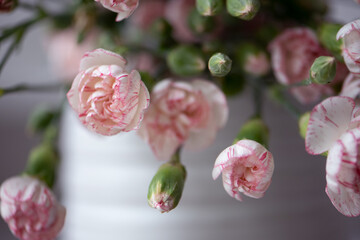 Spraynelken rosa/pink/weiß/grün close up, rosa Touch