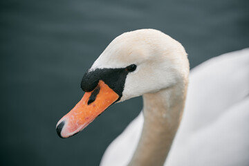 Mute swan swimming in the lake. Birdwatching in Europe. Water water bird on a lake
