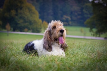 Grand basset griffon vendeen dog lie on the grass in the park with trees and road behind him. Inactive domestic animal resting on a meadow with open mouth. - obrazy, fototapety, plakaty