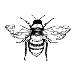 Vector engraving illustration of honey bee isolated on white background. Bee close-up in hand drawn style - obrazy, fototapety, plakaty
