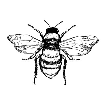 Sketch honey bee side view drawing Royalty Free Vector Image-saigonsouth.com.vn