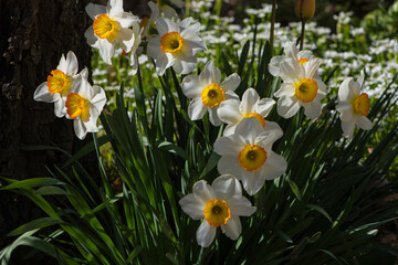 Chinese sacred lily in a garden.