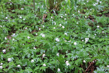 Obraz premium flowers in the forest