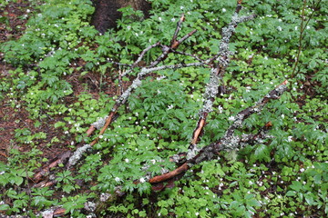 green moss on the wall