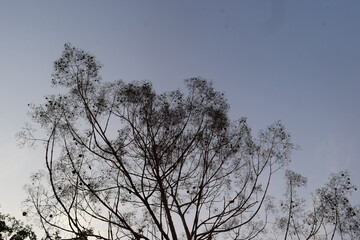 tree in the sky
