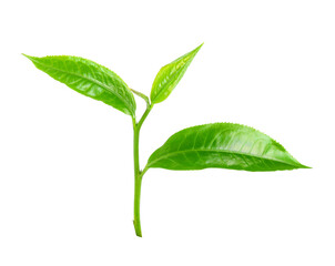 Green tea leaf isolated on white background