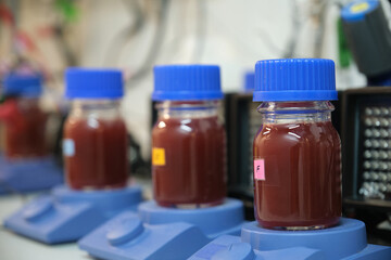 Anaerobic purple and red Photobacteria cultures illuminated with infrared illuminators. Anaerobic microorganisms.