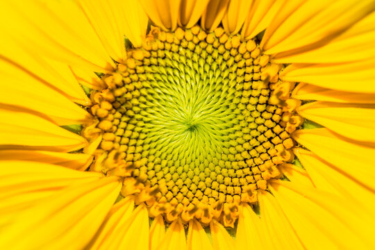 macro shot of an sunflower