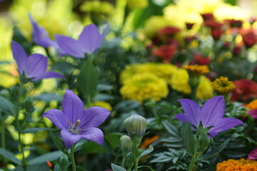 purple and yellow flowers