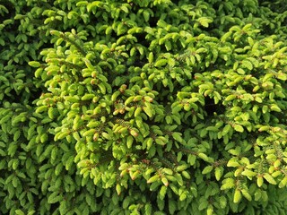 Obraz premium Picea abies. Young spring needles.