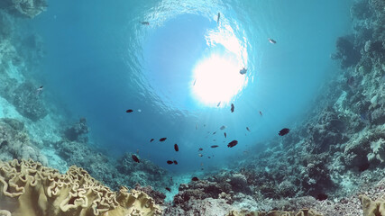 Underwater Scene Coral Reef. Underwater sea fish. Tropical reef marine. Colourful underwater seascape. Panglao, Bohol, Philippines.