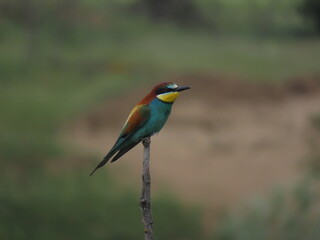 European bee-eater (Merops apiapster) perched a dry tree branch. Colorful bird in nature.