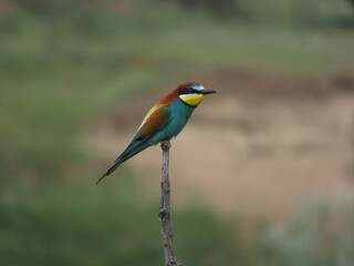 Obraz premium European bee-eater (Merops apiapster) perched a dry tree branch. Colorful bird in nature.