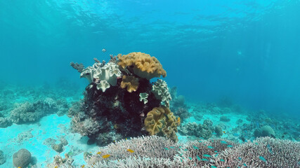 Beautiful underwater world with coral reef and tropical fishes. Panglao, Philippines. Travel vacation concept